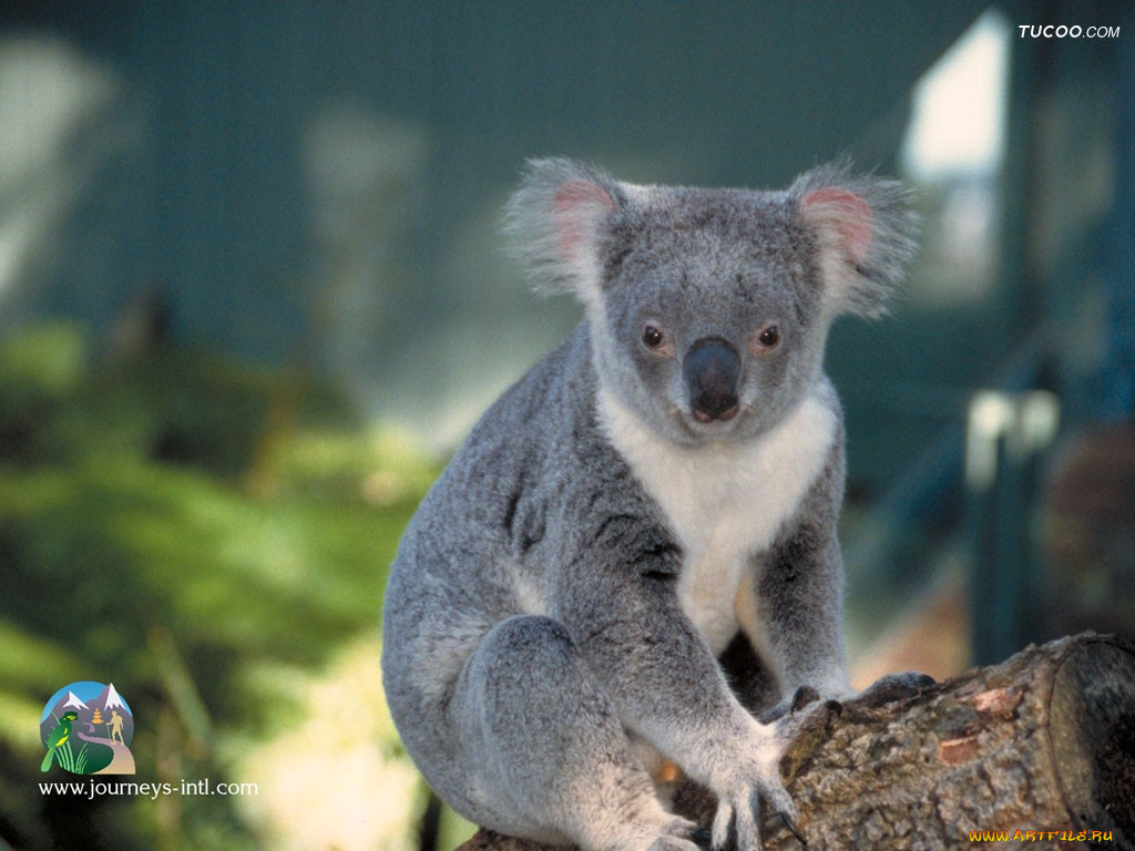 koala, , 